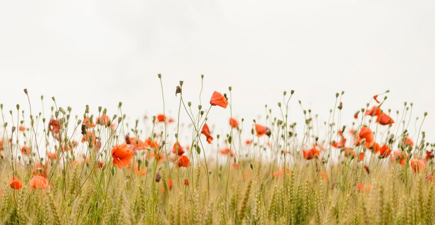 Garden wallpaper $1 download offer